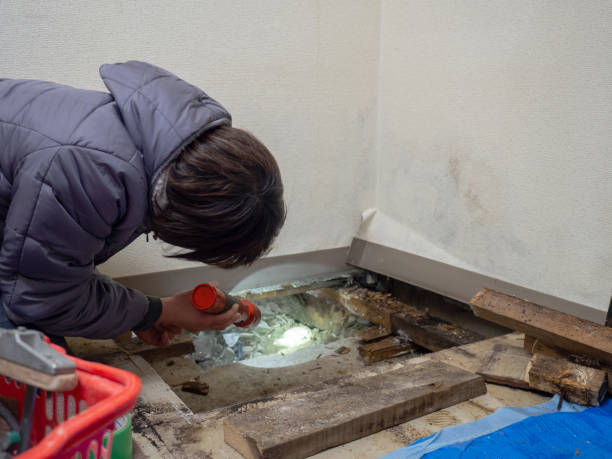Mold Remediation for Rental Properties in Leilani Estates, HI