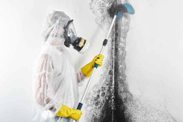 Best Mold Remediation for Healthcare Facilities  in Leilani Estates, HI