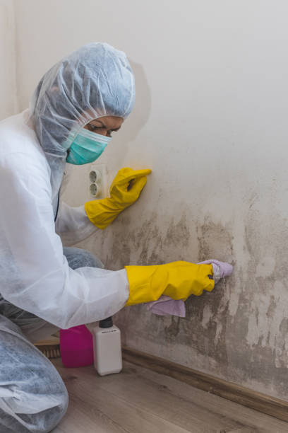 Best Mold Damage Restoration  in Leilani Estates, HI