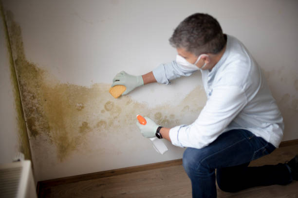 Best Emergency Mold Remediation  in Leilani Estates, HI