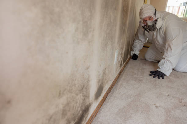 Best Mold Removal for HVAC Installations  in Leilani Estates, HI